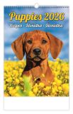 Nástěnný kalendář 2026 Štěňata/Welpen/Puppies/Puppies