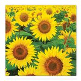 Ubrousky TaT 33x33cm Sunflowers Field