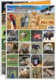 Pexeso M zvířata ze ZOO