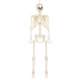 Boland Dekorace skeleton na pověšení 160 cm Boland Dekorace skeleton na pověšení 160 cm