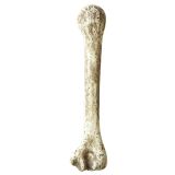Widmann Kost velká dekorace 36 cm Widmann Kost velká dekorace 36 cm