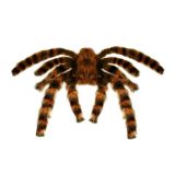 Widmann Tarantule dekorace 65 cm