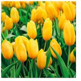 Ubrousky PAW Dekor L (20ks) Tulips Field