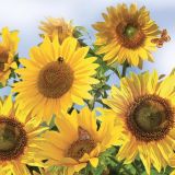 Ubrousky DAISY L (20ks) Sunflowers in the Sky