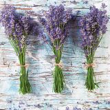 Ubrousky DAISY L (20ks) Three Bunches of Lavender