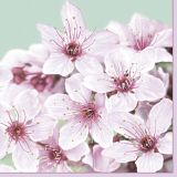 Ubrousky DAISY L (20ks) Cherry Blossom