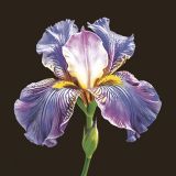 Ubrousky MAKI L (20ks) Mysterious Purple Iris on Black