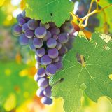 Ubrousky MAKI L (20ks) Dark Grapes in Vineyard Ubrousky MAKI L (20ks) Dark Grapes in Vineyard