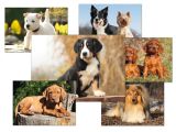 Pohlednice - psi / mix Pohlednice - psi / mix