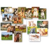 Pohlednice - zvířata / mix Pohlednice - zvířata / mix