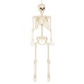 Boland Dekorace skeleton na pověšení 160 cm Boland Dekorace skeleton na pověšení 160 cm