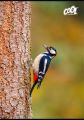 Sešit Birds, mix motivů, A4, linkovaný, 80 listů, COOL BY VICTORIA