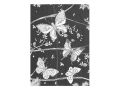 omalovánky antistresové Motýlí zahrady 210x290mm/32s 5301079