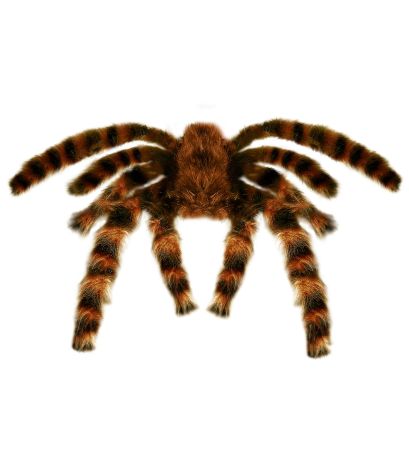 Widmann Tarantule dekorace 65 cm