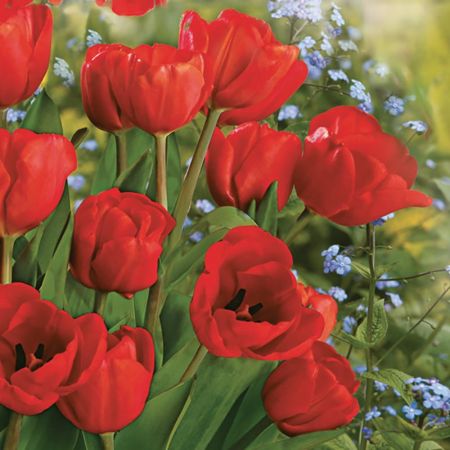 Ubrousky DAISY L (20ks) Bunch of Red Tulips Ubrousky DAISY L (20ks) Bunch of Red Tulips