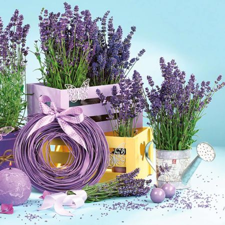 Ubrousky MAKI L (20ks) Lavender Indoors