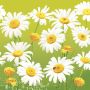 Ubrousky DAISY L (20ks) Lovely Marguerites on Green