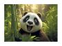 Spisové desky s drukem Panda, A4, PP, 180 micron, PANTA PLAST 0410-0062-58