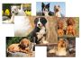 Pohlednice - psi / mix