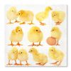 Ubrousky TaT 33x33 cm Little Chicken