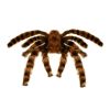 Widmann Tarantule dekorace 65 cm