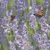 Ubrousky MAKI L (20ks) Lavender Field with Bumblebee