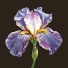 Ubrousky MAKI L (20ks) Mysterious Purple Iris on Black