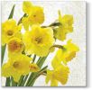 Ubrousky PAW TETE L (20ks) Yellow Daffodllis