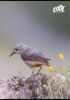Sešit Birds, mix motivů, A4, linkovaný, 80 listů, COOL BY VICTORIA