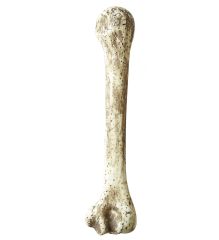 Widmann Kost velká dekorace 36 cm