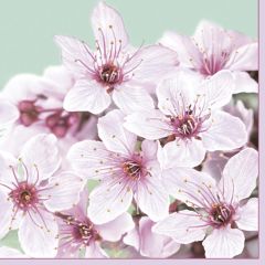 Pol-Mak  Ubrousky DAISY L (20ks) Cherry Blossom