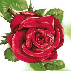 Pol-Mak  Ubrousky MAKI L (20ks) Big Red Rose