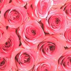 Pol-Mak  Ubrousky MAKI L (20ks) Pink Roses Background