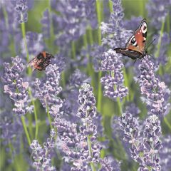 Ubrousky MAKI L (20ks) Lavender Field with Bumblebee