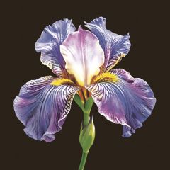 Pol-Mak  Ubrousky MAKI L (20ks) Mysterious Purple Iris on Black