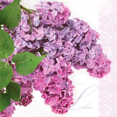 Ubrousky MAKI L (20ks) Lilac Twig