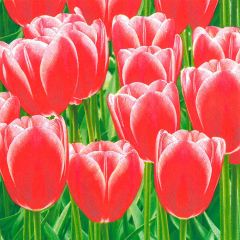 Pol-Mak  Ubrousky MAKI L (20ks) Red Tulips Power