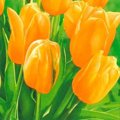 Pol-Mak  Ubrousky MAKI L (20ks) Fresh Sunny Tulips