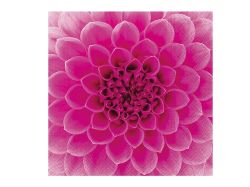 UNIPAP  ubrousek P 33x33 celorok SDL896013 2011175