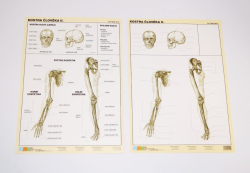 Tabulka Kostra člověka II. (7610-104)