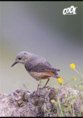 Sešit Birds, mix motivů, A4, linkovaný, 80 listů, COOL BY VICTORIA