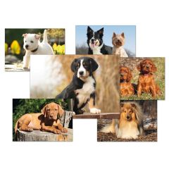 Pohlednice - psi / mix